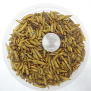 Black Soldier Fly Larvae (dried) - Hermetia illucens - Sweet Leaf Nursery