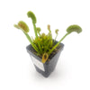 'Dente' Venus Flytrap - Sweet Leaf Nursery