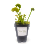 'Dente' Venus Flytrap - Sweet Leaf Nursery