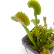 'Dente' Venus Flytrap - Sweet Leaf Nursery