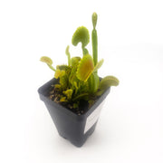 'Dente' Venus Flytrap - Sweet Leaf Nursery