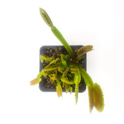 'Dente' Venus Flytrap - Sweet Leaf Nursery