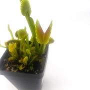 'Dente' Venus Flytrap - Sweet Leaf Nursery