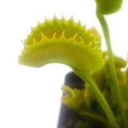 'Dente' Venus Flytrap - Sweet Leaf Nursery