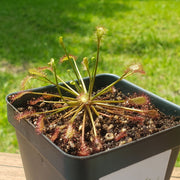 Drosera Intermedia - Sweet Leaf Nursery