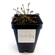 Drosera Intermedia - Sweet Leaf Nursery