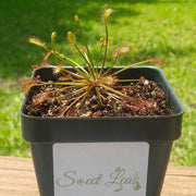 Drosera Intermedia - Sweet Leaf Nursery