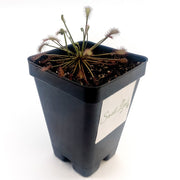 Drosera Intermedia - Sweet Leaf Nursery