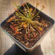 Drosera Intermedia - Sweet Leaf Nursery