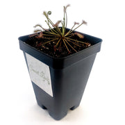 Drosera Intermedia - Sweet Leaf Nursery