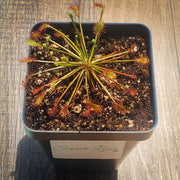 Drosera Intermedia - Sweet Leaf Nursery