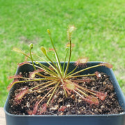 Drosera Intermedia - Sweet Leaf Nursery