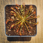 Drosera Intermedia - Sweet Leaf Nursery