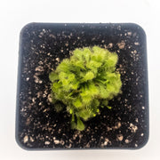 Drosera spatulata - Sweet Leaf Nursery