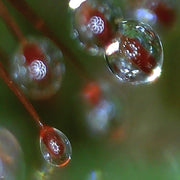 Drosera spatulata - Sweet Leaf Nursery