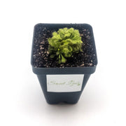 Drosera spatulata - Sweet Leaf Nursery