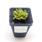 Drosera spatulata - Sweet Leaf Nursery
