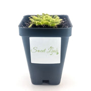 Drosera spatulata - Sweet Leaf Nursery