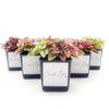 Five Pack of Hypoestes Polka Dot Plants in Red, White, Pink, Rose and Mixed - Sweet Leaf Nursery