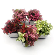 Five Pack of Hypoestes Polka Dot Plants in Red, White, Pink, Rose and Mixed - Sweet Leaf Nursery