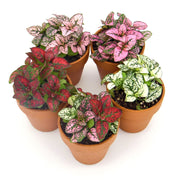 Five Pack of Hypoestes Polka Dot Plants in Red, White, Pink, Rose and Mixed - Sweet Leaf Nursery