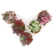 Five Pack of Hypoestes Polka Dot Plants in Red, White, Pink, Rose and Mixed - Sweet Leaf Nursery