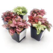 Five Pack of Hypoestes Polka Dot Plants in Red, White, Pink, Rose and Mixed - Sweet Leaf Nursery