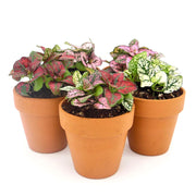 Five Pack of Hypoestes Polka Dot Plants in Red, White, Pink, Rose and Mixed - Sweet Leaf Nursery