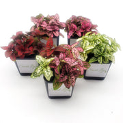 Five Pack of Hypoestes Polka Dot Plants in Red, White, Pink, Rose and Mixed - Sweet Leaf Nursery