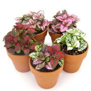 Five Pack of Hypoestes Polka Dot Plants in Red, White, Pink, Rose and Mixed - Sweet Leaf Nursery