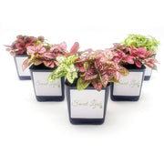 Five Pack of Hypoestes Polka Dot Plants in Red, White, Pink, Rose and Mixed - Sweet Leaf Nursery