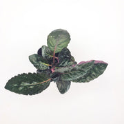 Hemigraphis alternata - Purple Waffle Plant - Sweet Leaf Nursery