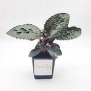 Hemigraphis alternata - Purple Waffle Plant - Sweet Leaf Nursery