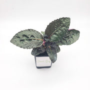 Hemigraphis alternata - Purple Waffle Plant - Sweet Leaf Nursery