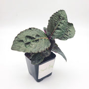 Hemigraphis alternata - Purple Waffle Plant - Sweet Leaf Nursery