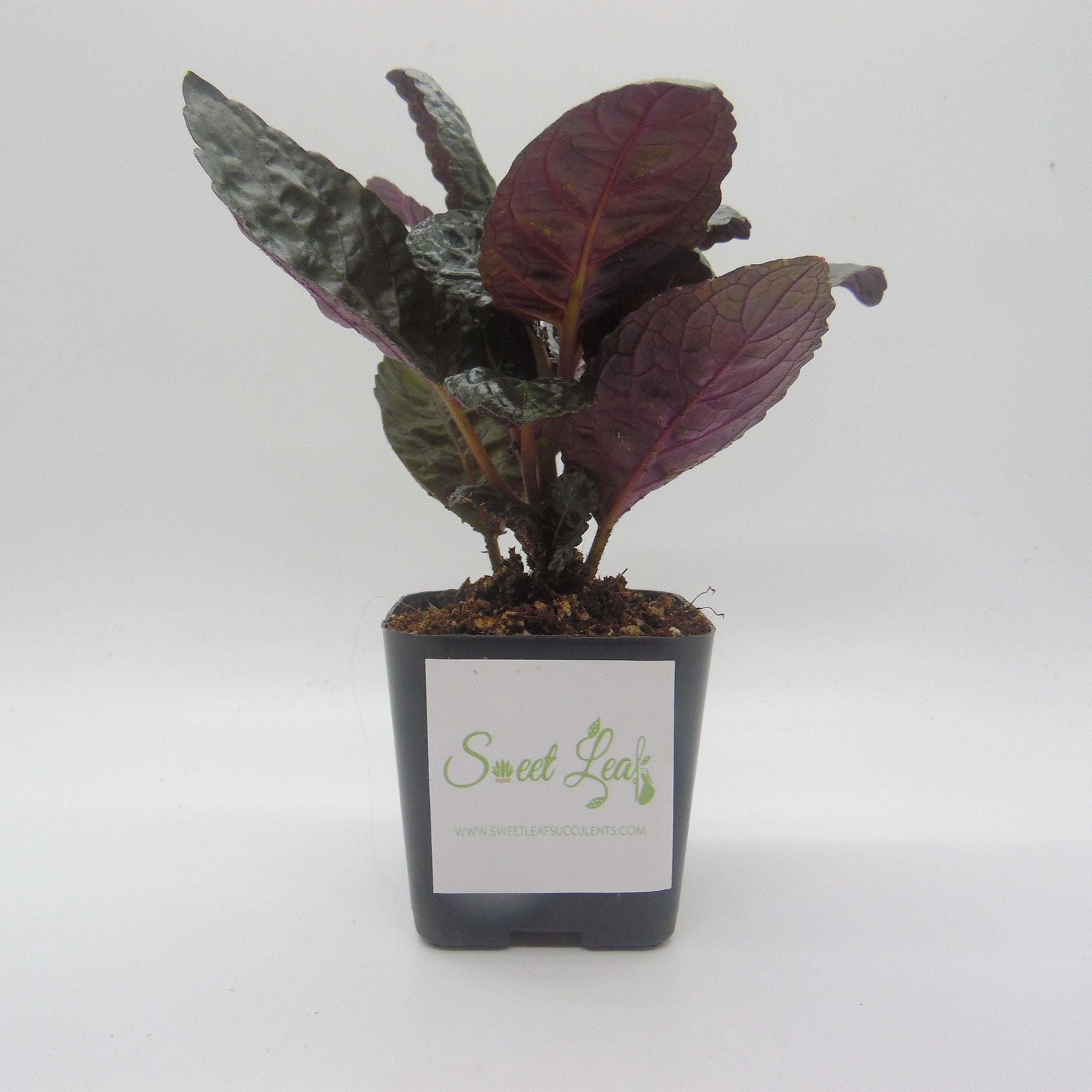purple waffle plant air purifier Purple Waffle Plant – Sweet Leaf Nursery