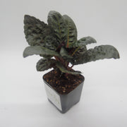 Hemigraphis alternata - Purple Waffle Plant - Sweet Leaf Nursery