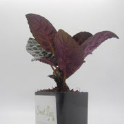 Hemigraphis alternata - Purple Waffle Plant - Sweet Leaf Nursery