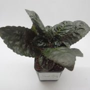 Hemigraphis alternata - Purple Waffle Plant - Sweet Leaf Nursery