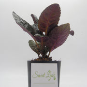 Hemigraphis alternata - Purple Waffle Plant - Sweet Leaf Nursery