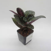 Hemigraphis alternata - Purple Waffle Plant - Sweet Leaf Nursery