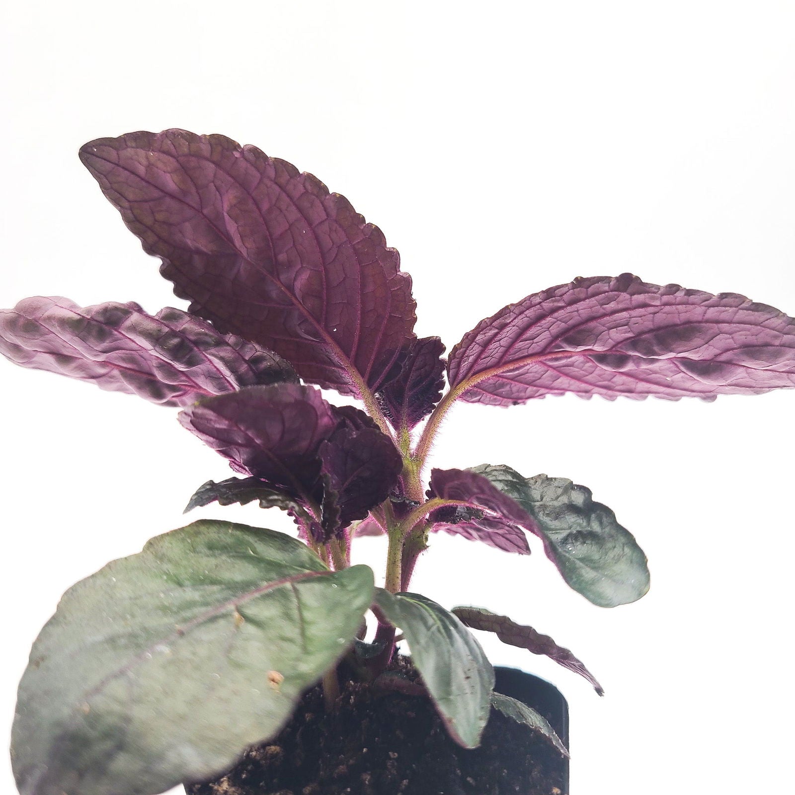 purple waffle plant air purifier Purple Waffle Plant – Sweet Leaf Nursery