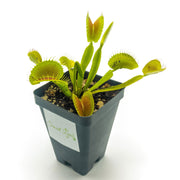 'King Henry' Venus Flytrap - Sweet Leaf Nursery