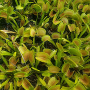 'King Henry' Venus Flytrap - Sweet Leaf Nursery