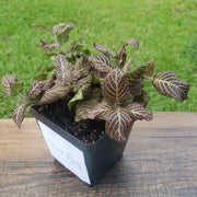 Large (3.5") 'Mini Pink' Fittonia albivenis verschaffeltii - Sweet Leaf Nursery