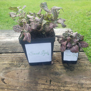 Large (3.5") 'Mini Pink' Fittonia albivenis verschaffeltii - Sweet Leaf Nursery