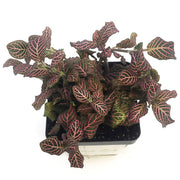 Large (3.5") 'Mini Pink' Fittonia albivenis verschaffeltii - Sweet Leaf Nursery