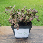 Large (3.5") 'Mini Pink' Fittonia albivenis verschaffeltii - Sweet Leaf Nursery