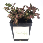 Large (3.5") 'Mini Pink' Fittonia albivenis verschaffeltii - Sweet Leaf Nursery