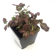 Large (3.5") 'Mini Pink' Fittonia albivenis verschaffeltii - Sweet Leaf Nursery